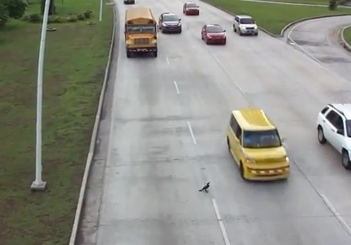 视频：实拍淡定小鸟如何霸气过马路