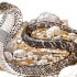Pharaoh's snake