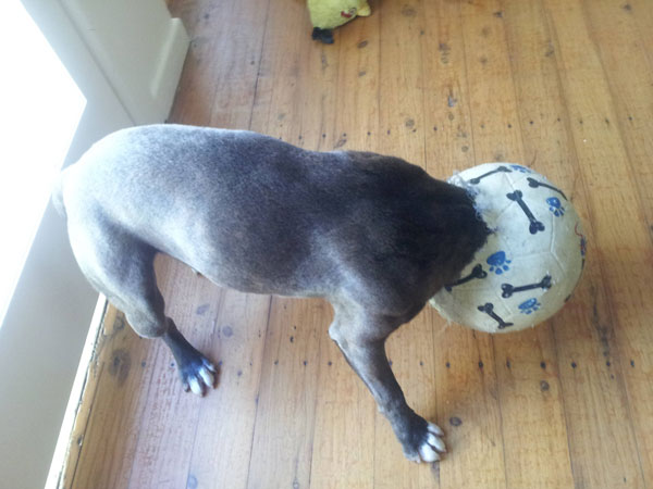 怪不得狗狗如此安静，这货的脑袋被卡在足球里了！