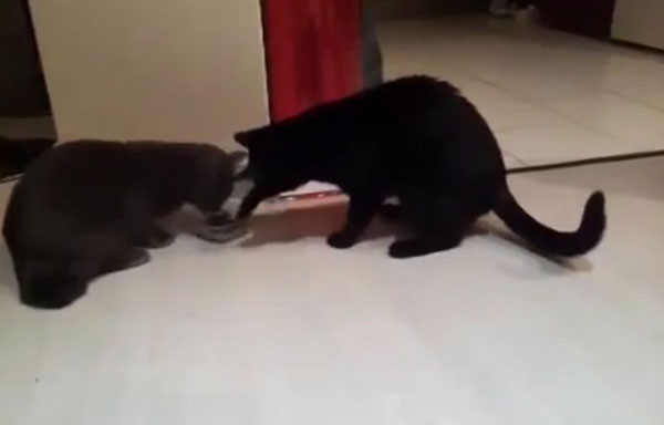 喵星人善良的证据：两只猫咪轮流分享一个碗进食