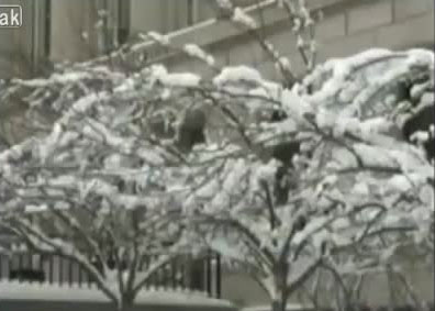 树上都是雪，没看见鸟——都被人给吃了（神逻辑）