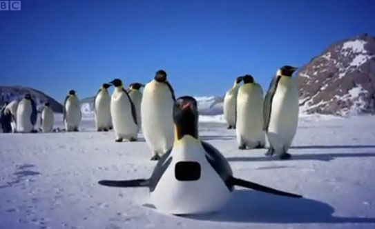 图为BBC超萌企鹅摄像头