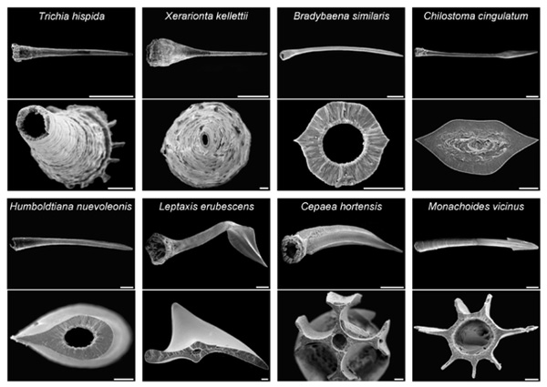 图示八种不同的有肺类（Pulmonata）蜗牛的“爱之飞镖”，上图为侧视图，比例尺为0.5 mm；下图为截面图，比例尺为0.05mm。