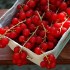 Summer-Berries-Red-Current01