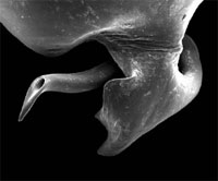 雄性捕潮虫蛛的生殖器。