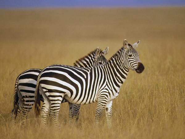 pair_of_burchells_zebra_on_the_savannah