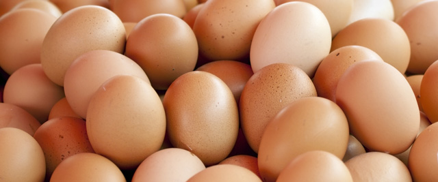 说不准这些蛋里就能孵出一只小鸡呢。