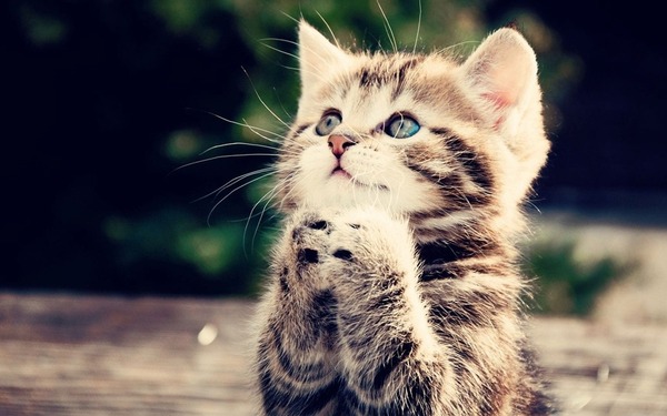 Please_I_Want_LoveCute_little_kitty_cat_living_wallpaper_1440x900